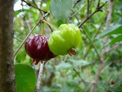 two fruits pitanga