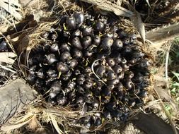 black seeds