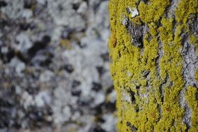 mold on bark of the tree close up