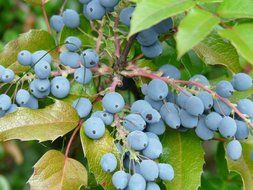 blue berries Mahonia