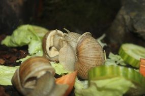 snails eat vegetables