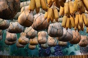corn squash harvest