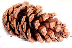 brown pine cone on a white background