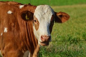 brown cow on the meadow