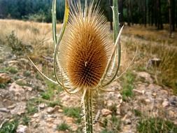 Hairy plant among the forest