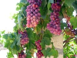 pink grapes on the vine with green leaves