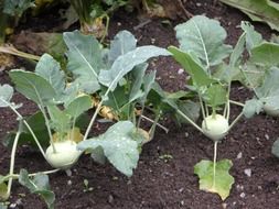 kohlrabi vegetables in a garden