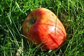 yellow red apple on green grass