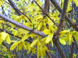 Forsythia blossomes in spring