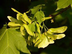 maple leaves in the light