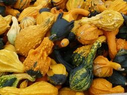 decorative pumpkin of different varieties