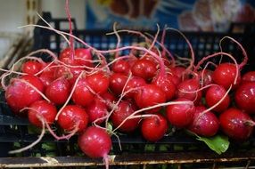 washed radish