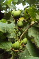 green beralu