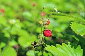 edible forest strawberry red fragaria vesca wild plant