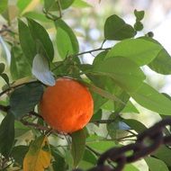 bright orange on a branch