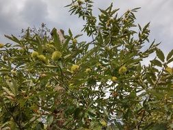 chestnuts on a tree