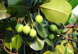 Green fruits and leaves on the alexandrian laurel tree