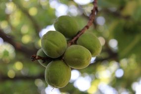 spring fruit apricot