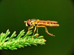 fly on a green plant close up