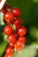 redcurrants on the bush