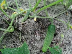 Organic cucumbers on a farm