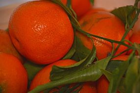 Red mandarins with green leaves