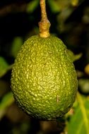 Hass Avocados on a branch