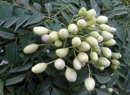 bush of murraya koenigii in india