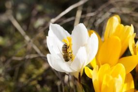 bee collecting pollen