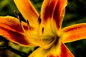 orange maroon lily in the garden