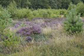 landscape of natural dune