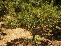 tangerine tree in the garden