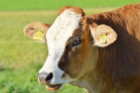 breeding cow on a meadow