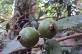 unripe guava fruit on the branches close-up