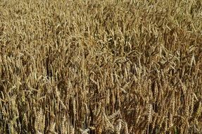 gray wheat in a field