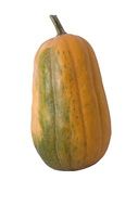 pumpkin on white background