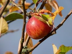 apple autumn fruit