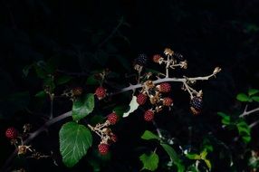 blackberry on a branch in the dark