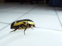 yellow-black beetle close-up