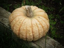 pumpkin on a log in the grass