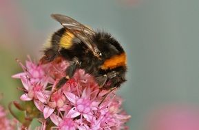 hummel insect animal blossom bloom flower pink color