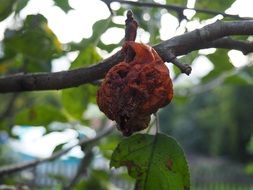 old apple
