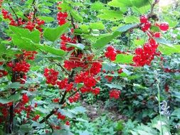 currant berries on a bush