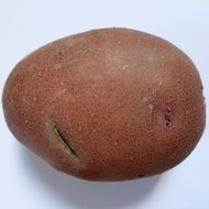 potatoes bio on white close-up
