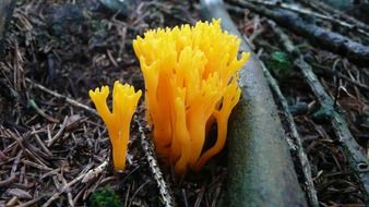 yellow mushrooms