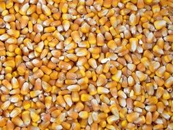 dry corn grains