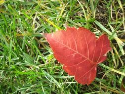 red leaf fall autumn