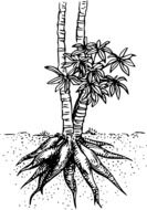 cassava root plant drawing