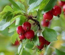 apple tree paradise
