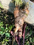 torn carrots in the garden